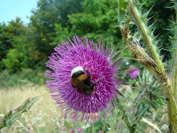 Knikkende distel