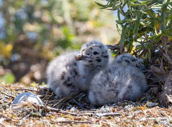 Zilvermeeuwpullen op hun nest