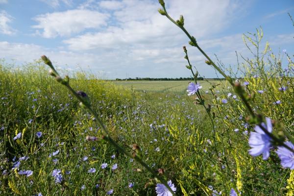 Bloemenblok strokenteelt Burghsluis