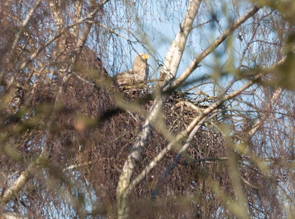 Paartje Zeearenden op het nest