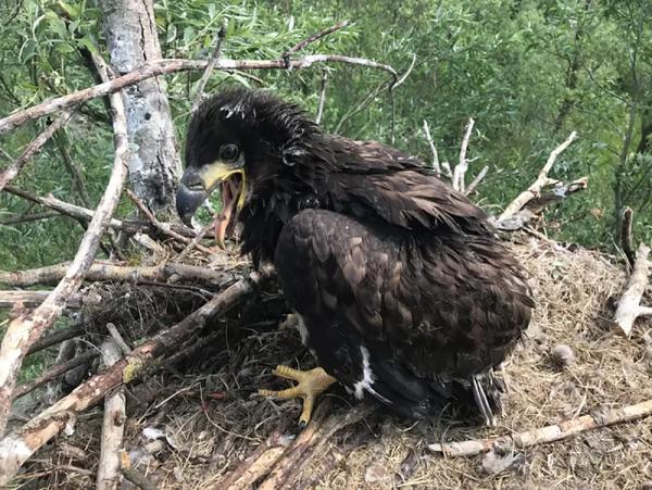 Jonge zeearend op nest