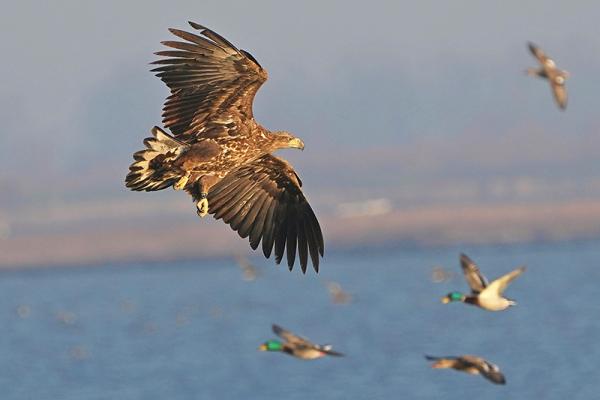 Jonge zeearend in vlucht