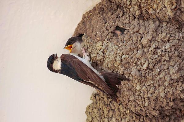 Huiszwaluw bij nest