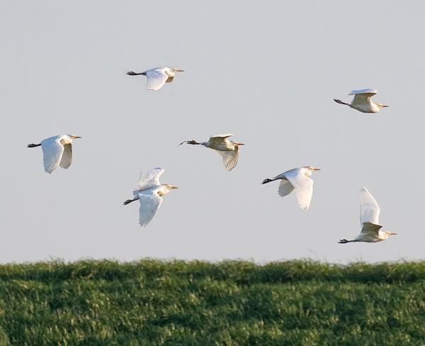 Koereigers in vlucht