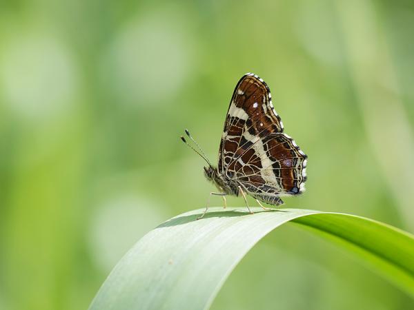 Landkaartje