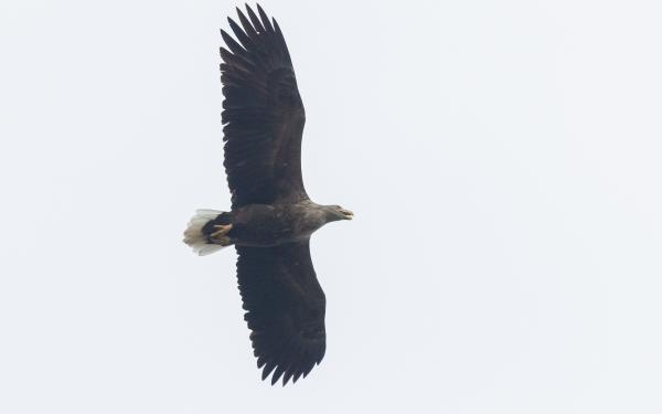 Zeearend in vlucht