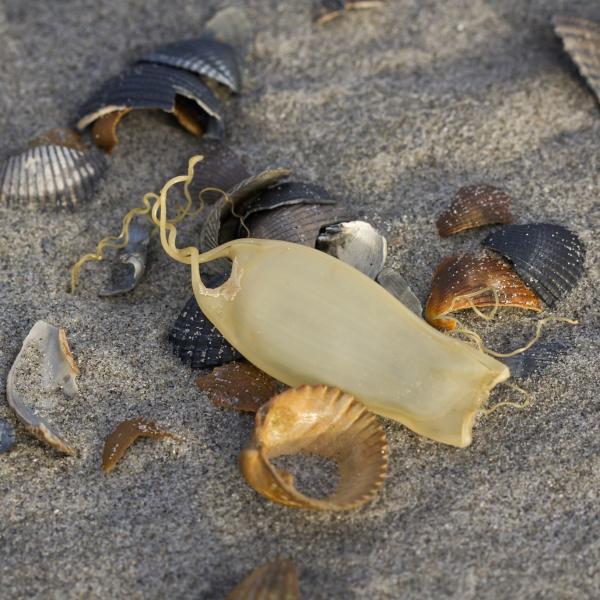 Eikapsel hondshaai en schelpen op het strand