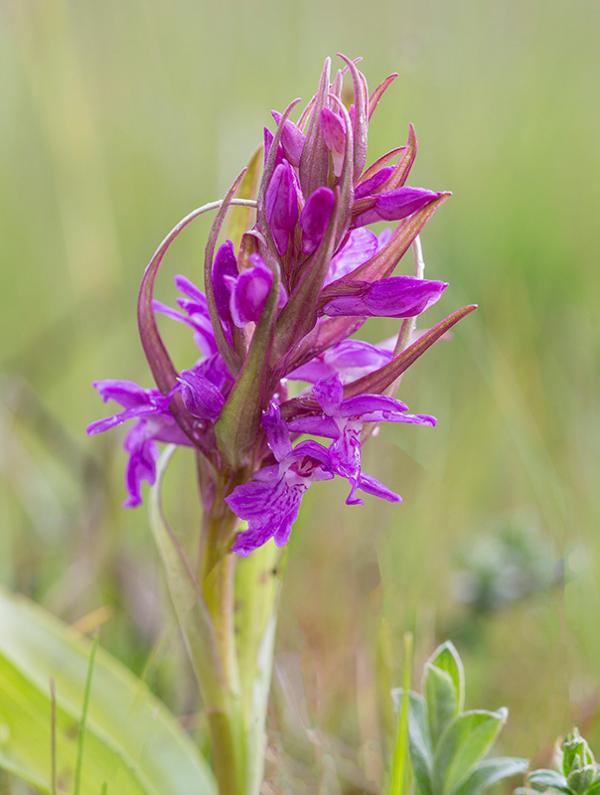 Brede orchis