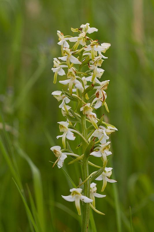 Bergnachtorchis