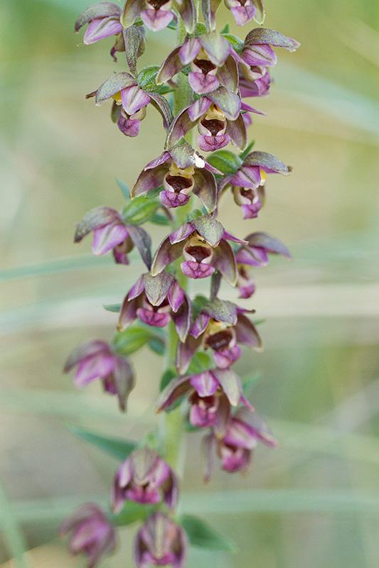 Duinwespenorchis