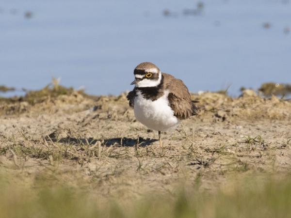 Kleine plevier in de Sint Laurense Weihoek