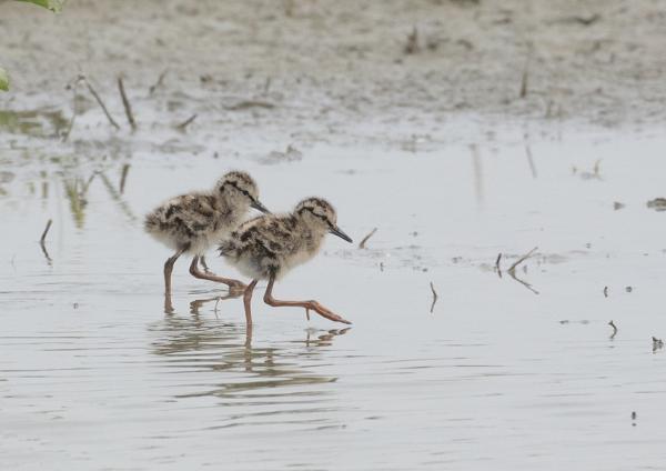 Twee jonge Tureluurs in de Sint Laurense Weihoek