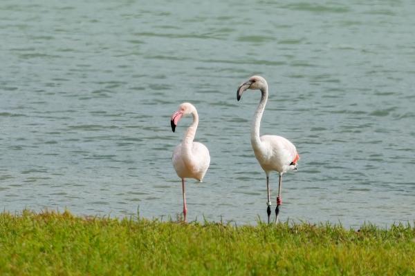 Flamingo Waterdunen