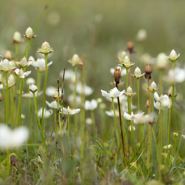 Oranjezon Parnassia