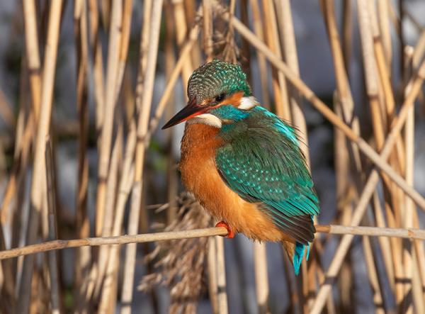 IJsvogel in riet