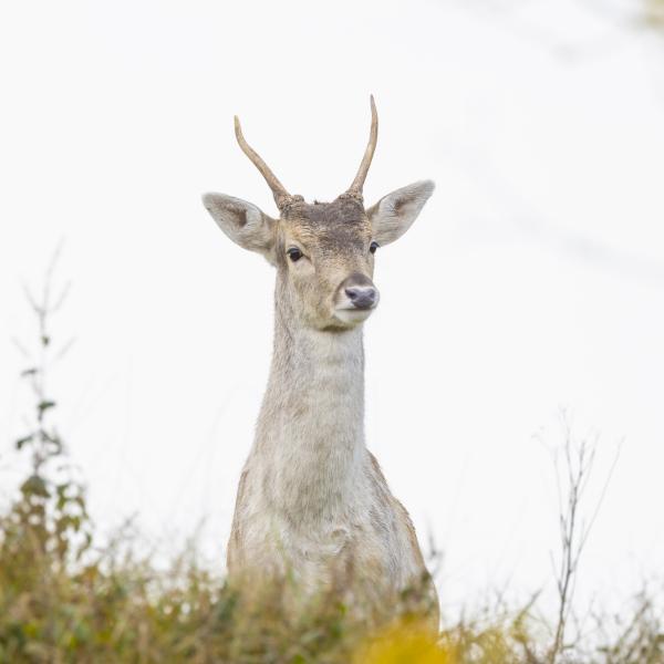 Damhertroute, wandelen Walcheren, Oranjezon