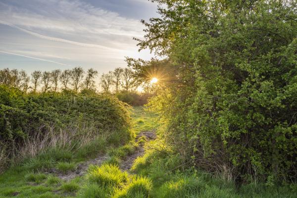 rij bomen en serie van hagen waar zonnestralen doorheen schijnen