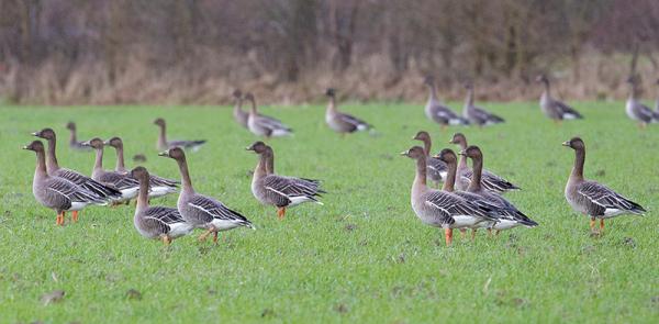 Toendrarietganzen in een weiland