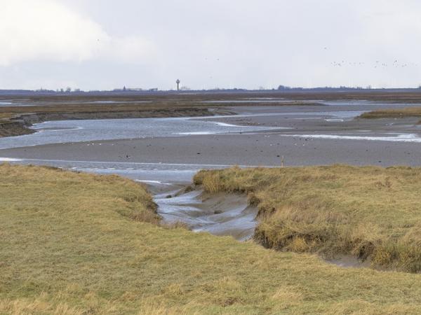 Wandelen Zeeuws-Vlaanderen, Zeeland, Saeftinghe