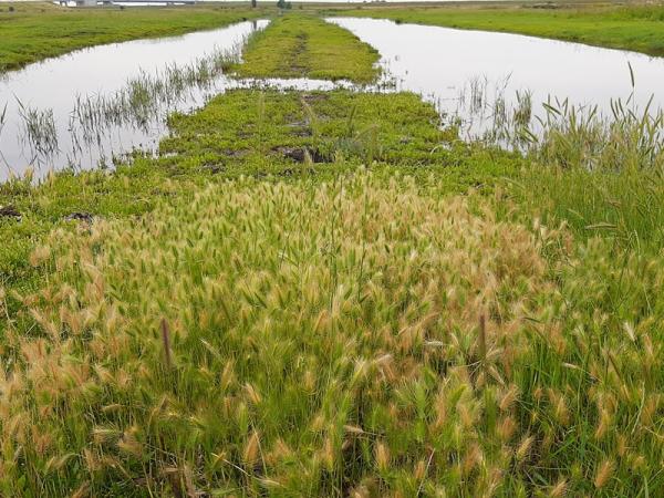 Zeegerst, Het Levend Archief, Yerseke Moer