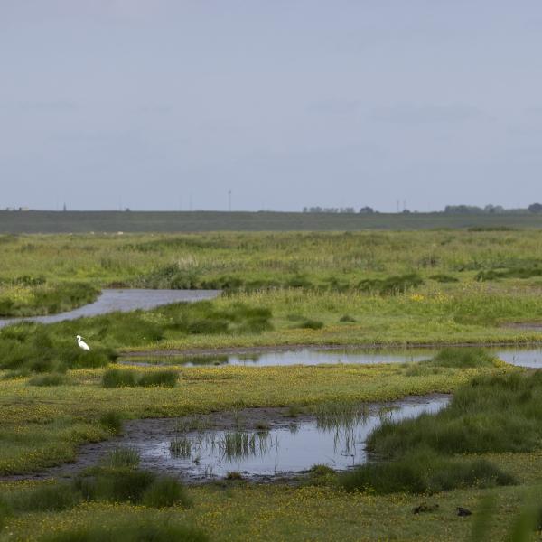 Wandelen Zuid-Beveland, Yerseke Moer