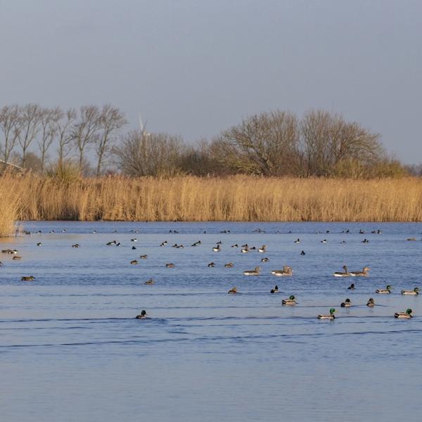 Wandelen Tholen & Sint Philipsland, Bruintjeskreek