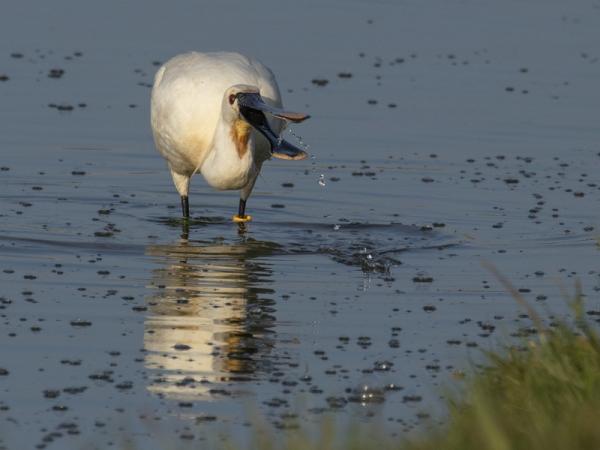 Lepelaar Hedwigepolder