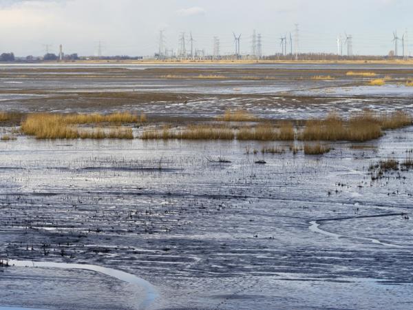 Hedwigepolder