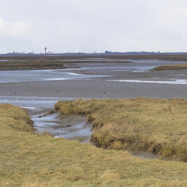 Wandelen Zeeuws-Vlaanderen - Saeftinghe