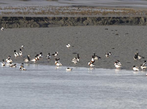 Hedwigepolder Bergeend Brandgans