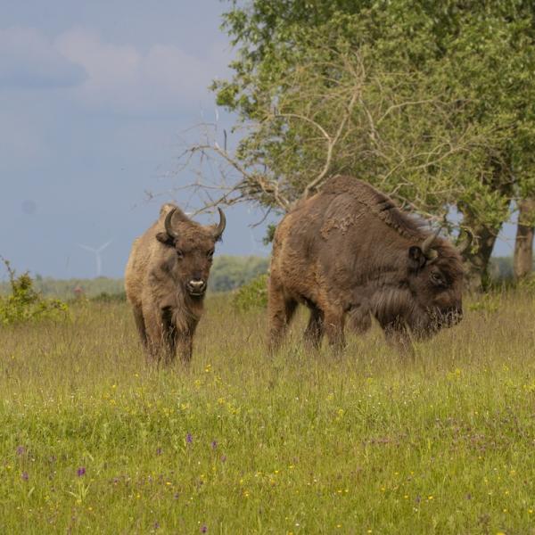 Wandelen Tholen & Sint Philipsland, Wisenten Slikken van de Heen