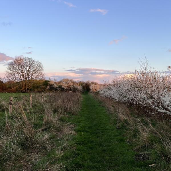 Wandelen Zuid-Beveland, Hoeve van der Meulen meidoorn