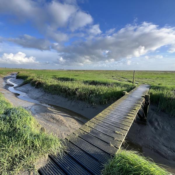 Wandelen Zeeuws-Vlaanderen - Saeftinghe