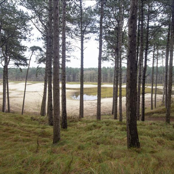 Bossen in Zeeland - Oranjezon op Walcheren