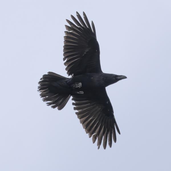 Dood doet leven, raaf in Oranjezon