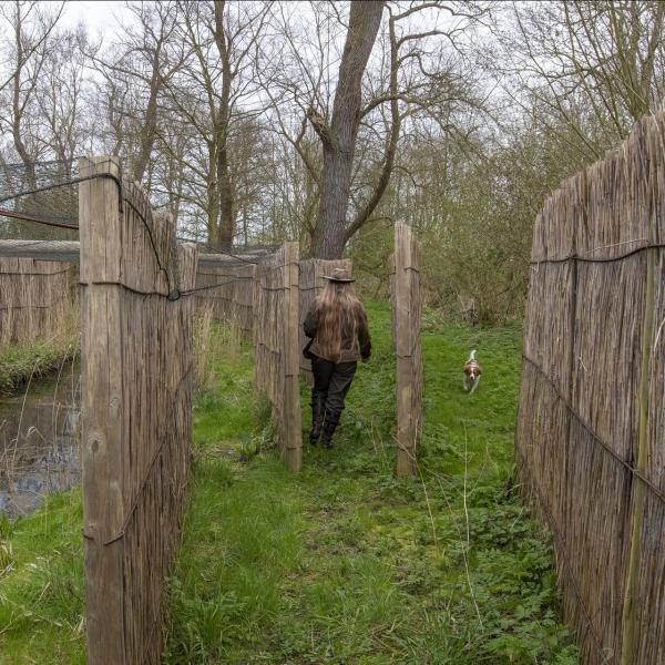 Eendenkooi Sint Philipsland