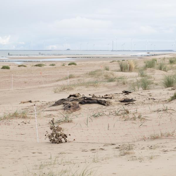 Dood doet leven, strand Oranjezon