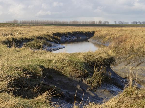 Natuur in Zeeland - Verdronken Land van Seaftinghe