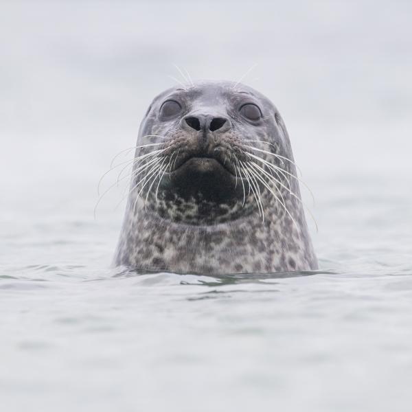 Nationaal Park Oosterschelde - Gewone zeehon