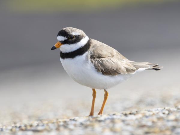 Natuur in Zeeland - Bontbekplevier