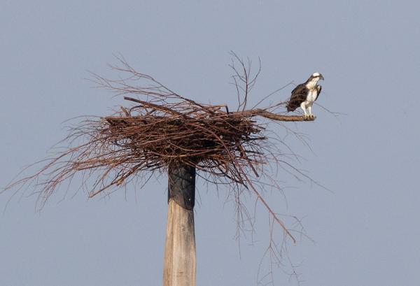 Visarend op nest