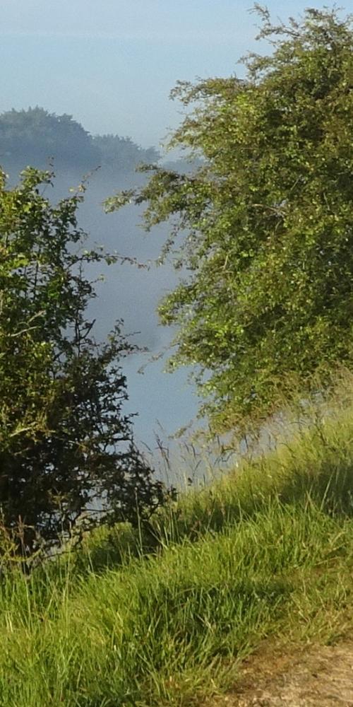 Mist boven het water met daarnaast groene bomen en een grassig pad