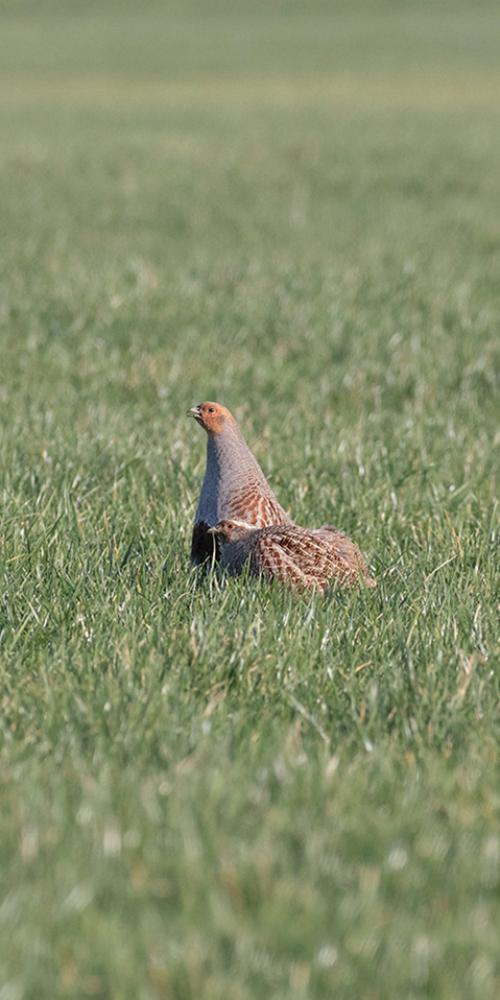 Patrijzen op akkerland