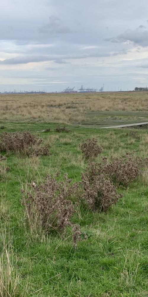 Groep mensen loopt over plankierpad