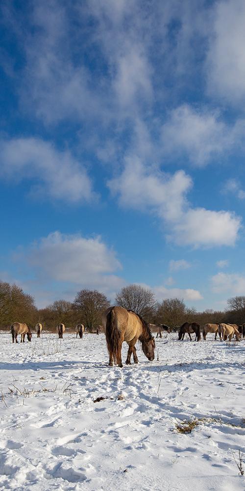 Konikpaarden in de sneeuw op de Slikken van de Heen.