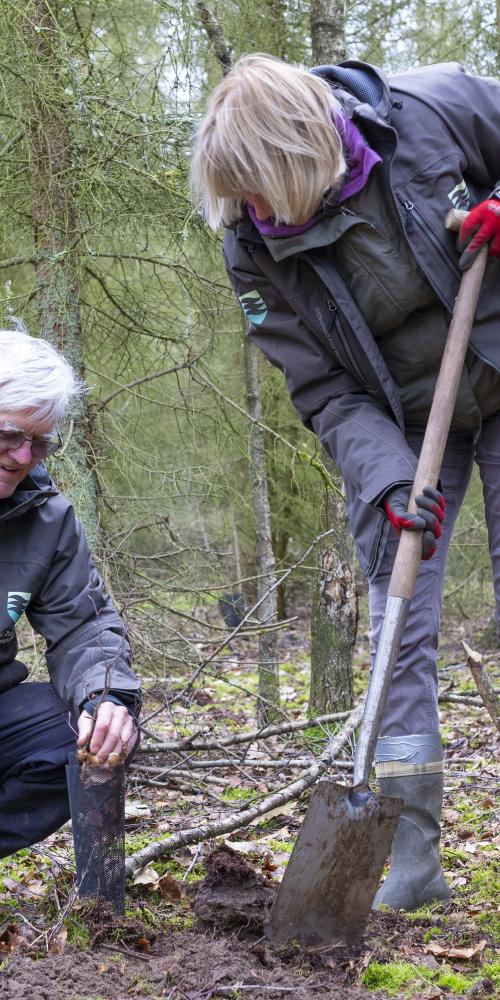 bosaanplant clinge vrijwilligers