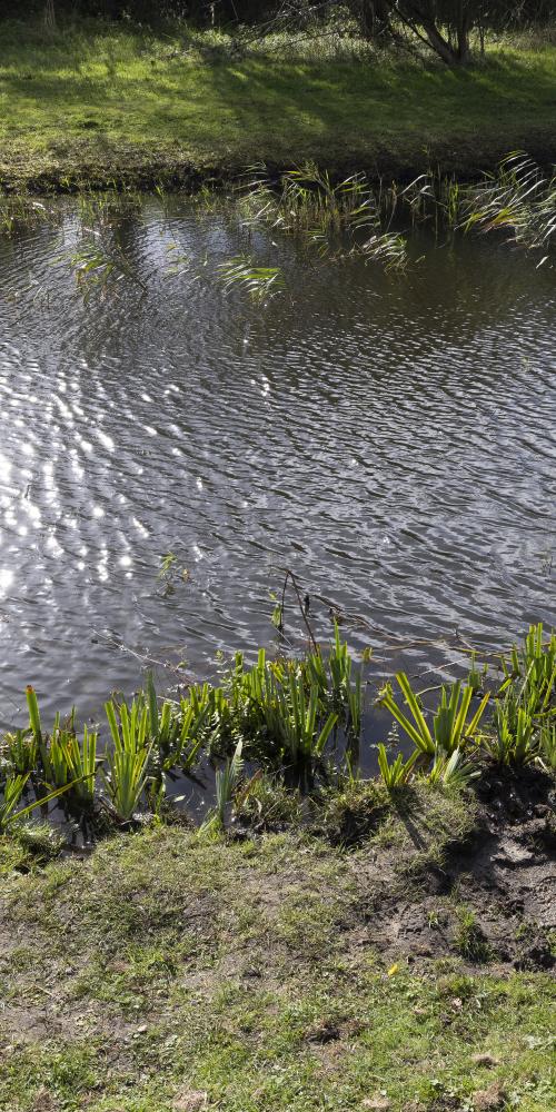 Meisje schept met netje in water 