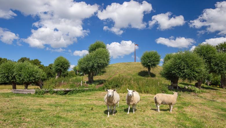 Schapen bij een vliedberg