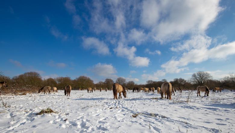 Konikpaarden in de sneeuw op de Slikken van de Heen.