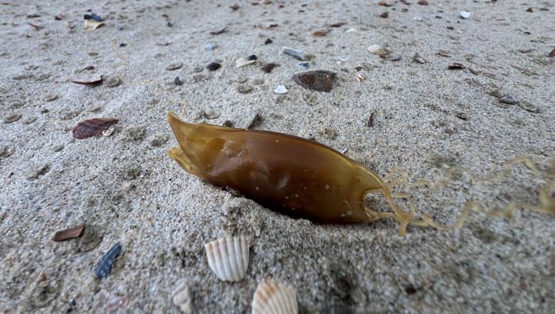 Haaienei en schelpen op strand